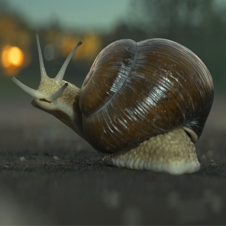 Snail&Bike
